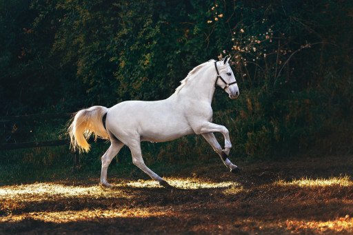 The Ultimate Guide to Horse Movies on Netflix: Galloping Through the Best in Equestrian Entertainment